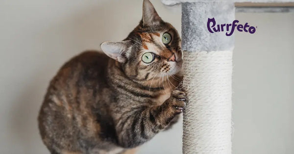 What Your Cat's Behaviour is Telling You