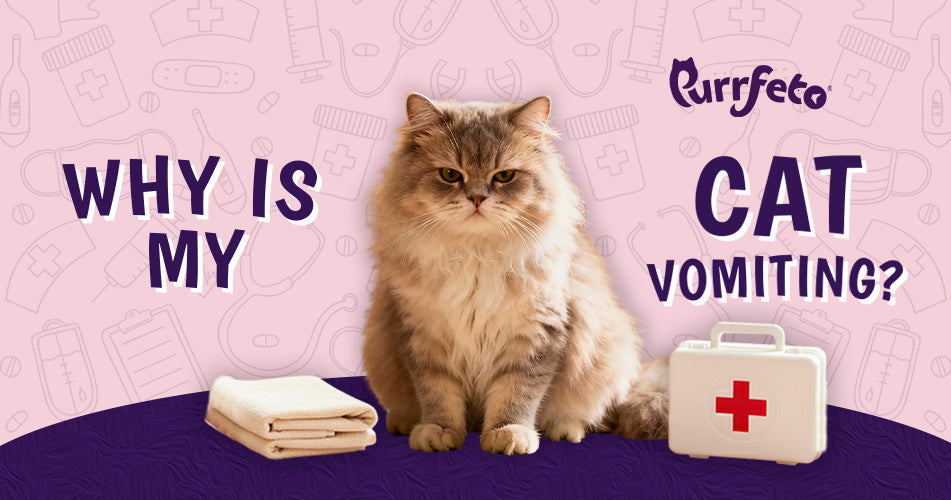 why is my cat vomiting