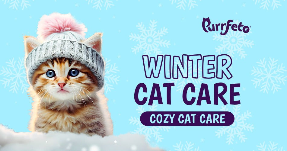 Winter Cat Care in India