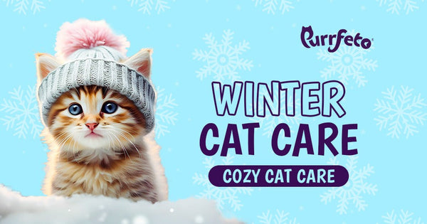 Winter Cat Care in India: Keeping Your Feline Cozy and Healthy