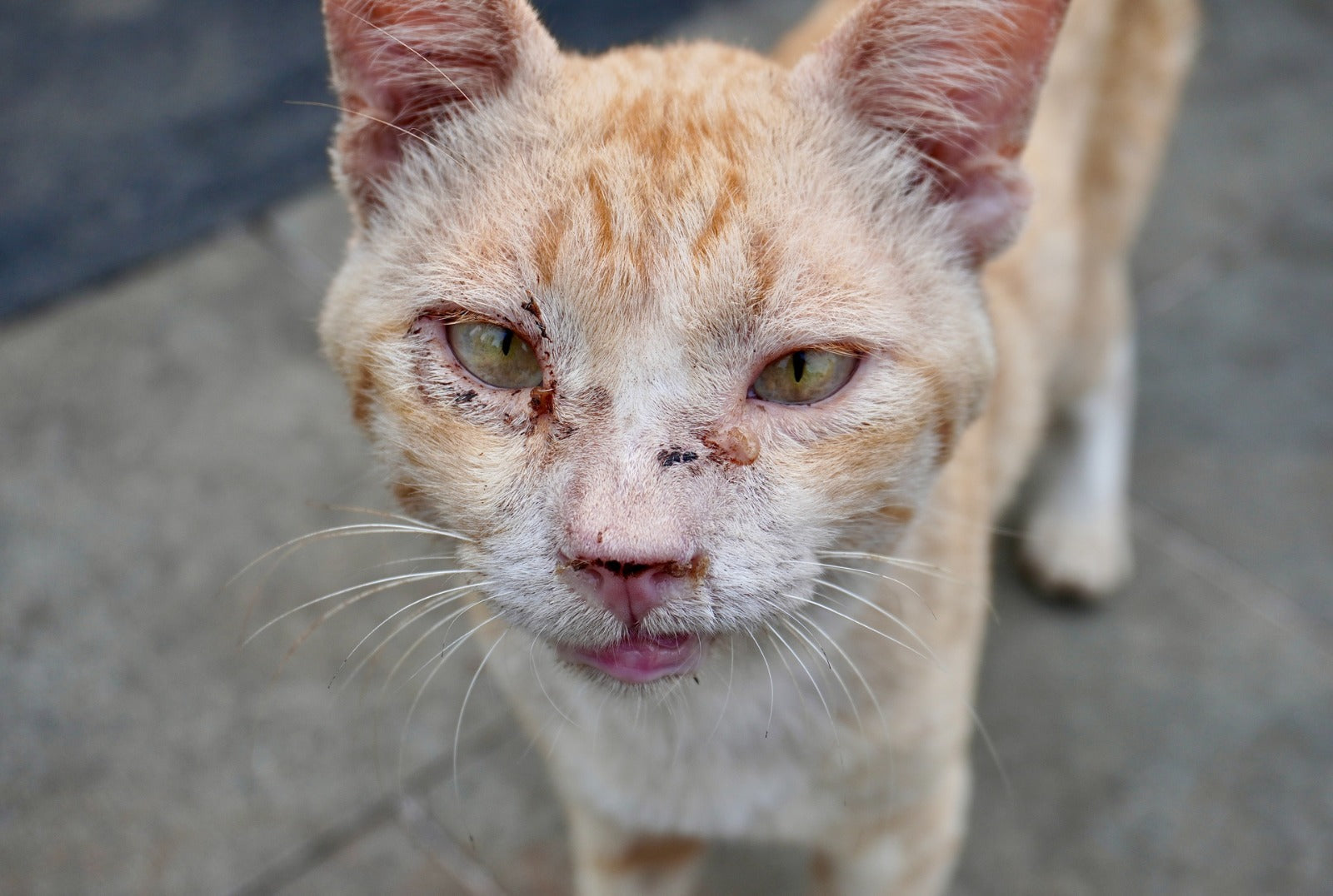 Zoonotic Diseases in India: Symptoms, Prevention & Cat Safety
