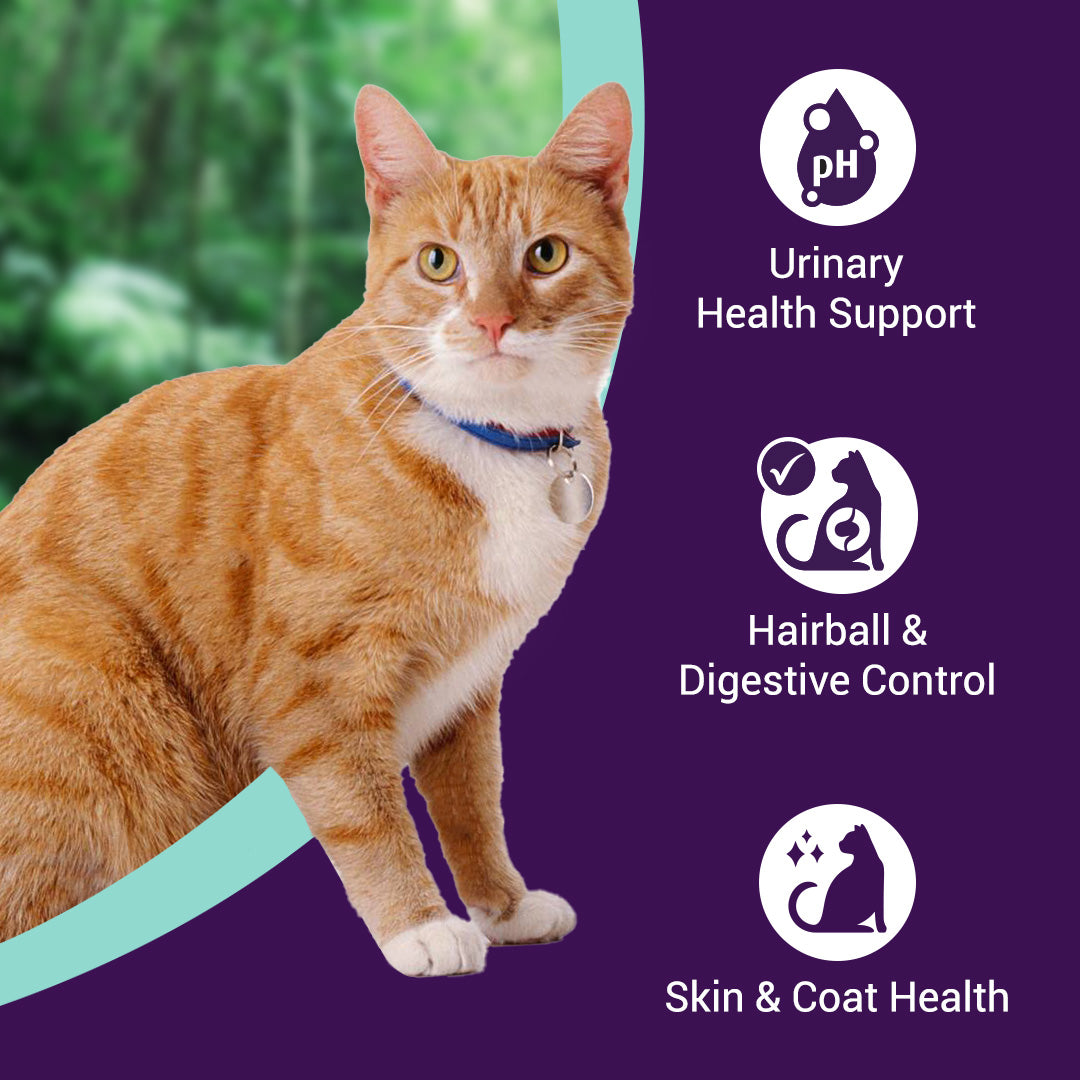 Chicken and Ocean Fish | Adult Dry Cat Food | 1.2 kg