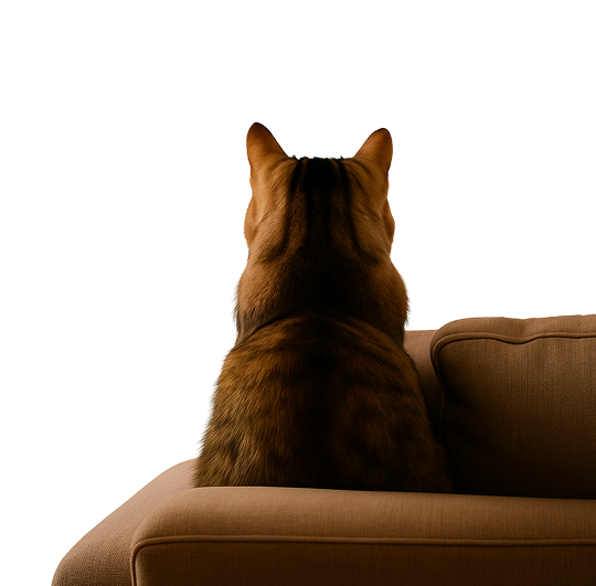 Cat Image